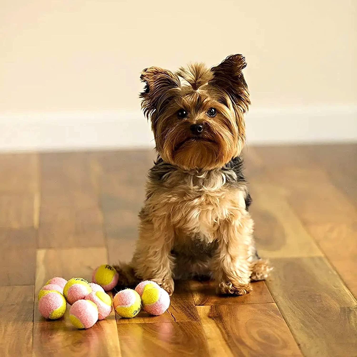 Mini Dog Tennis Balls – 12 Pack Soft Fetch Balls for Small Dogs & Puppies (1.5")