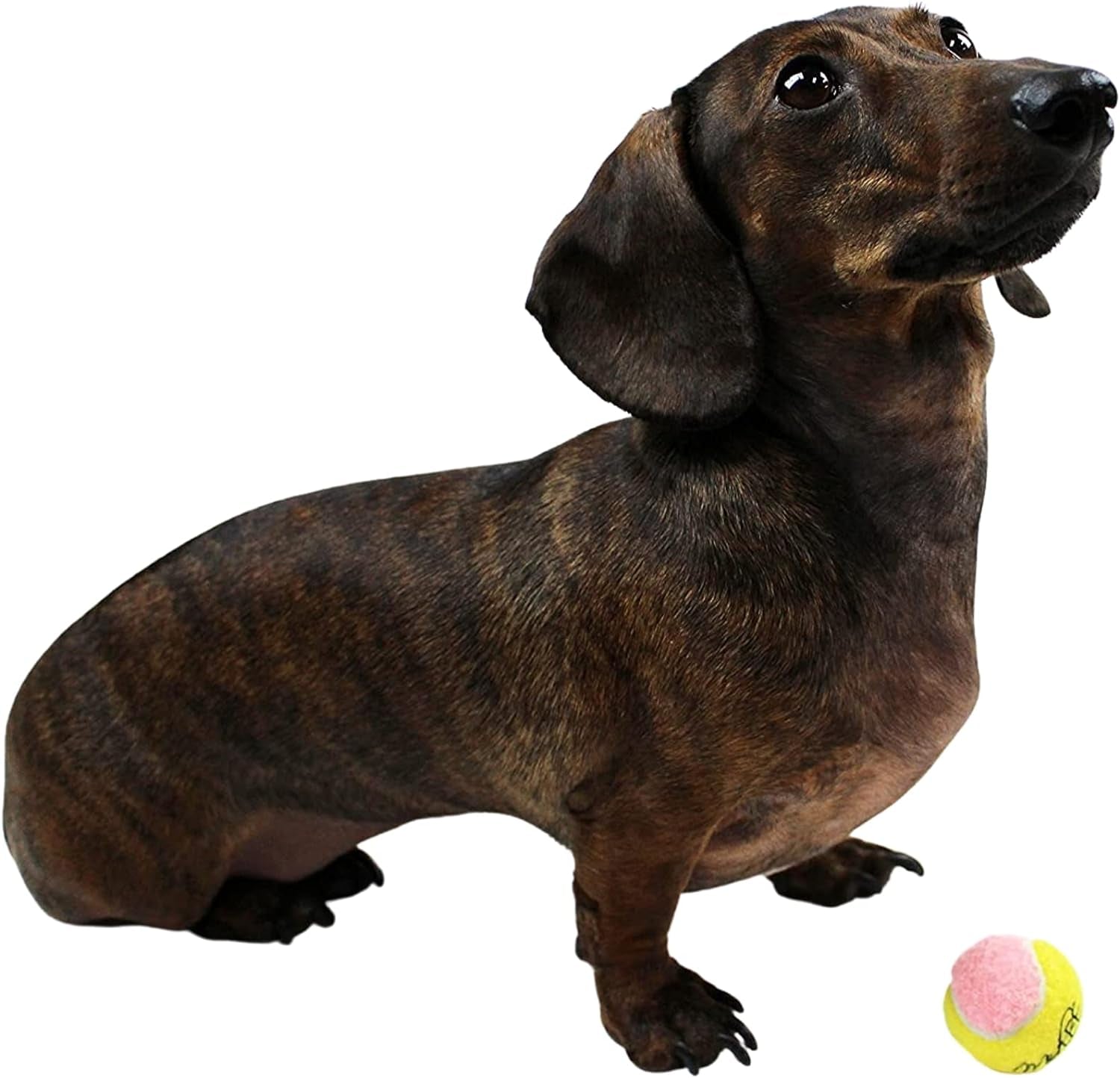 Mini Dog Tennis Balls – 12 Pack Soft Fetch Balls for Small Dogs & Puppies (1.5")