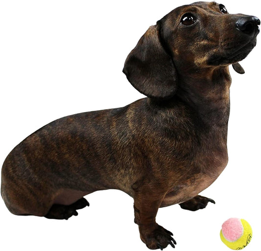 Mini Dog Tennis Balls – 12 Pack Soft Fetch Balls for Small Dogs & Puppies (1.5")